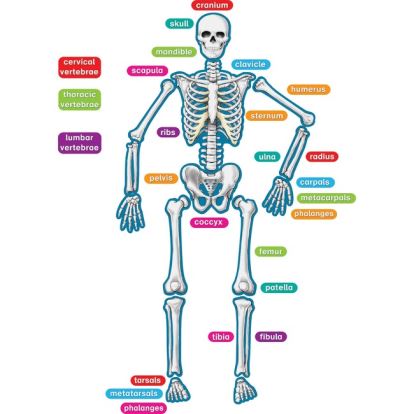 Teacher Created Resources Human Skeleton Accents1