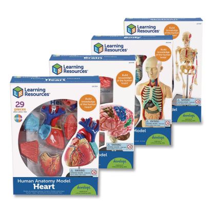 Anatomy Models Bundle Set, Four Models: Human Brain, Human Heart, Human Torso and Human Skeleton, Grades 3 to 9, English1
