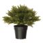 Artificial Globe Juniper, 15" x 15" x 15", Green Plant, Green Pot1