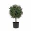 National Tree Boxwood Topiary Tree 1