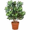 National Tree Hosta Topiary Plan 1