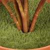 National Tree Hosta Topiary Plan 2