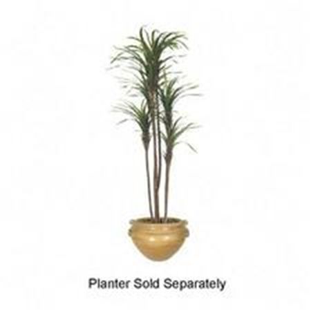 Picture for category Floor Plants